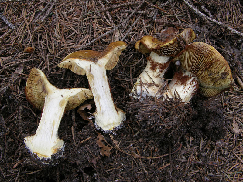 Cortinarius elegantior.